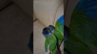 코뉴어앵무새#하랑이#하봉이