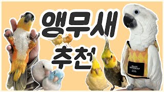 앵무새 티어표 / 앵무새 추천