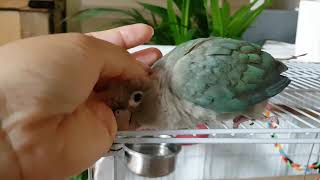 #코뉴어 #시나몬블루코뉴어