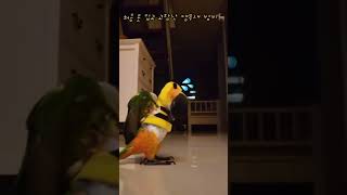처음 옷 입고 고장난 앵무새 #shorts #parro…