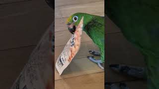 #엄마땅콩주세요 #아롱이 땅콩사랑 #말하는앵무새