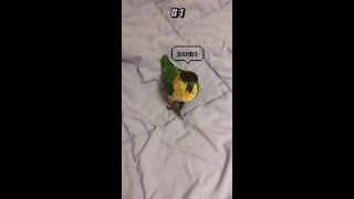 앵무새의 할리우드 액션 #shorts #parrot #…