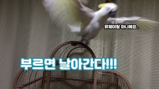 이제 부르면 날아오기도 하는 앵무새! 호출훈련이 필요 없네~