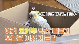 [앵무새 이유조 키우기] 오늘은 베니 이사 가는날! 드디어 박스에서 탈출 했어요!!