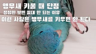 [앵무새 키우기 단점]앵무새를 키우면 안 되는 이유