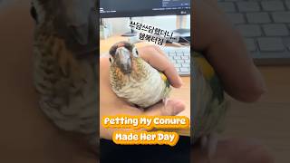 Conure melts with head scratch…
