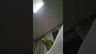 아마존앵무새 말하고 놀아주기