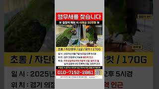 쟌디 앵무새를 찾는다고 합니다 보호중이시거나 목격하신분…