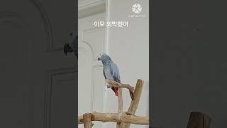 앵무새ㅡ순돌아 이모 외박 안했어