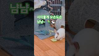 사이좋게 냠냠 오손도손 #반려동물 #앵무새 #토끼 #퀘…