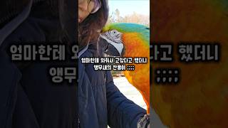 엄마가 갑자기 고맙다고 했을때 앵무새의 반응은? #앵무새 #할리퀸마카우마르코 #반려동물