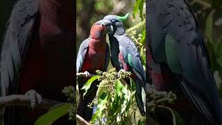 Beautiful and romantic love of the red chest parrot of the cake than the pai❤️