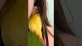 앵무새 키울때 심쿵하는 것들(자몽이: 엄마 옆이 최고야…