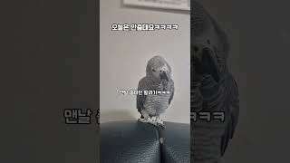 졸음 + 헛소리 = 뇌 오류 앵무새 랄라 등장 / #shorts