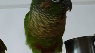 말하는 그린칙코뉴어 앵무새 깨룩이 speaking green cheek conure parrot