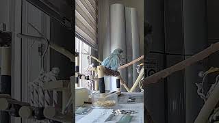 [퀘이커 앵무] (세상 애절하게) 아빠~ | 아빠랑 친하지 않음 | 아빠 여행가심 #parrot #quakerparrot #까꿍이