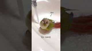목욕이 너무 좋아서 말 터졌어요ㅋㅋ #말하는앵무새 #앵…