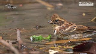 목욕하는 새들의 모습
