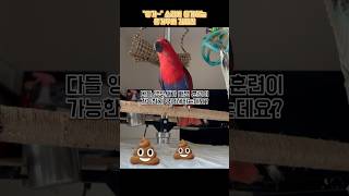 응가해보자 응~가 ? #parrot #뉴기니아 #말하는…
