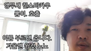 공서연(앵무새)한스마카우.뽐이 호출.이름 부르면 옵니다.2020.11.3