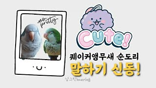 퀘이커앵무새 순도리♡ 말잘하는 앵무새(내새꾸 아이 예뻐…