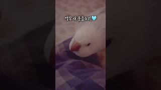 앵무새 웃음소리로 활력 충전 #퀘이커앵무새 #앵무새 #…