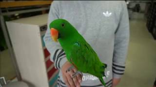 동네 꼬마들 놀러오자 말하는 앵무새 타미