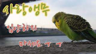 어느 곳에서 언급하지 않았던 사랑앵무에 대해 알려드립니…