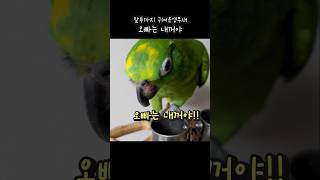 대답하기싫은  대답을 안해? 막말하는 앵무새 #아랑이 …