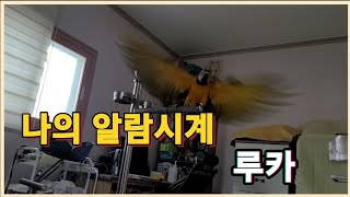 나의 알람시계 청금강앵무새 루카