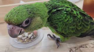 쟈딘앵무 / 아가새