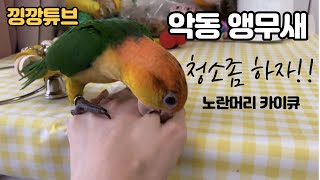 [앵무새브이로그] 청소가 청소가 아니야~~~ / 노란머리 카이큐