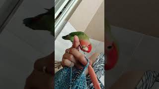 도와주겠다 앵~~~#모란앵무키우기