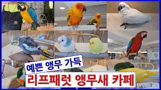예쁜 앵무새 가득한 리프패럿 앵무새카페 신정점