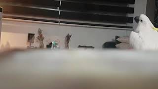 동수랑 격한 대화중인 앵무새 다롱이/유황앵무/코카투