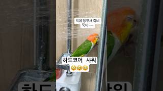환타삐삐산책 후 샤워.              #산책 #shorts #샤워#카이큐 #parrot #birds #동물