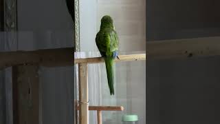 엄뫄~ #앵무새 #퀘이커 #parrot #엄마#심쿵