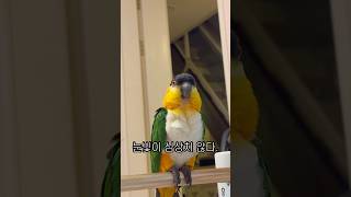 앵무새에게 습격당하는 영상⚡️#shorts #parro…