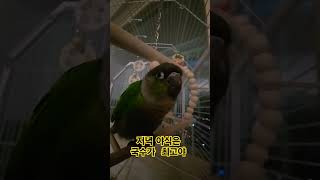 코뉴어 앵무새 저녁야식
