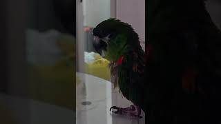 #앵무새 #한스마카우 @13세. 남자. 이름: 지루비.…