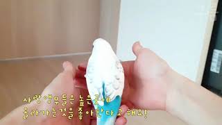 첫 영상//구름 앵무새 집사