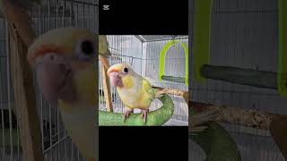 #코뉴어#버드모아#앵무새분양 #반고개역 #앵무새용품 #왕관앵무#사랑앵무