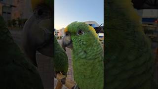 아마존앵무새 노래#아랑이 #아마존앵무새 #parrot #새발놈