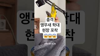 금쪽이 환타 참교육 시청주의 #shorts #birds…