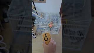 해니에게 친구를 만들어주었어요 #parrot #앵무새 …