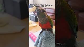 다컸어도 아가아가한 앵무새 #크림슨벨리드코뉴어 #cuteparrot #아파트에서키우기좋은앵무새 #funnyparrot #앵무새성장과정