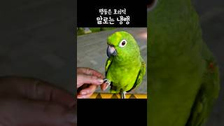 웬일로 호의적 행동을 보여주나 ㅋㅋ 말로 아빠 보내버리는 #아랑이 #아마존앵무새 #talkingparrot