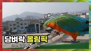 [할리퀸마카우 마르코] 아빠 마음대로 담벼락 올림픽 (feat. 달리기, 장애물넘기, 사람구경은 덤)