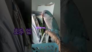 호두 없다~ 까꿍♡#퀘이커앵무새 #parrot #반려조 #반려동물 #quakerparrot