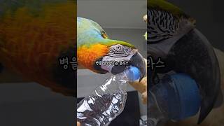 엄마가 하는 말은 다 반대로 하는 8살 사춘기 앵무새 …